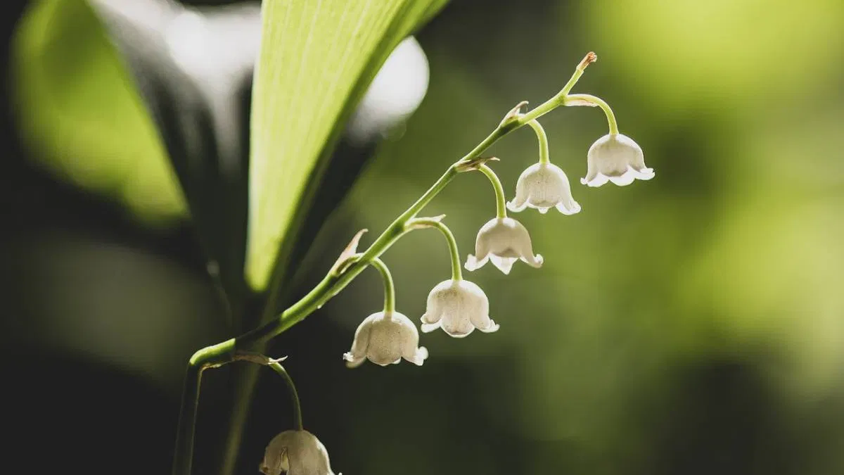 1er Mai : les messages porte-bonheur à offrir avec le muguet