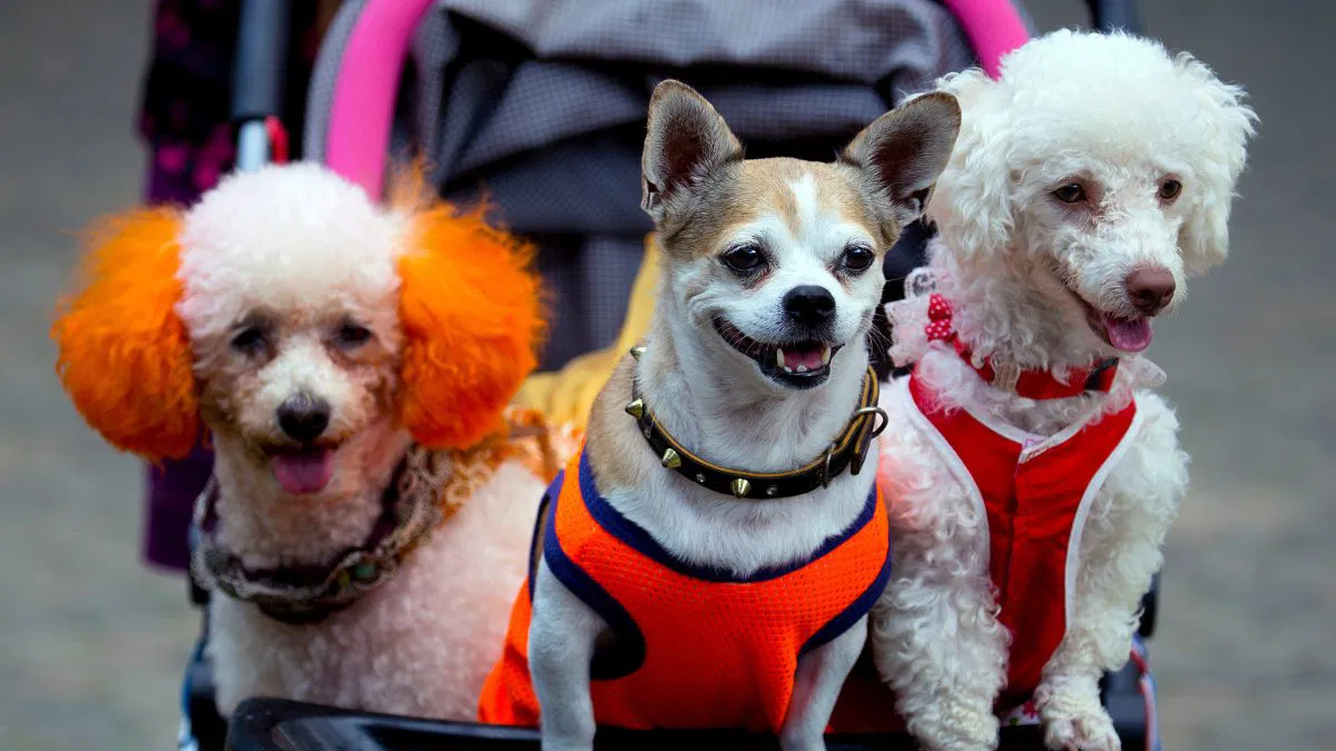 Ils sont fous de leurs animaux : le pet parenting a le vent en poupe !