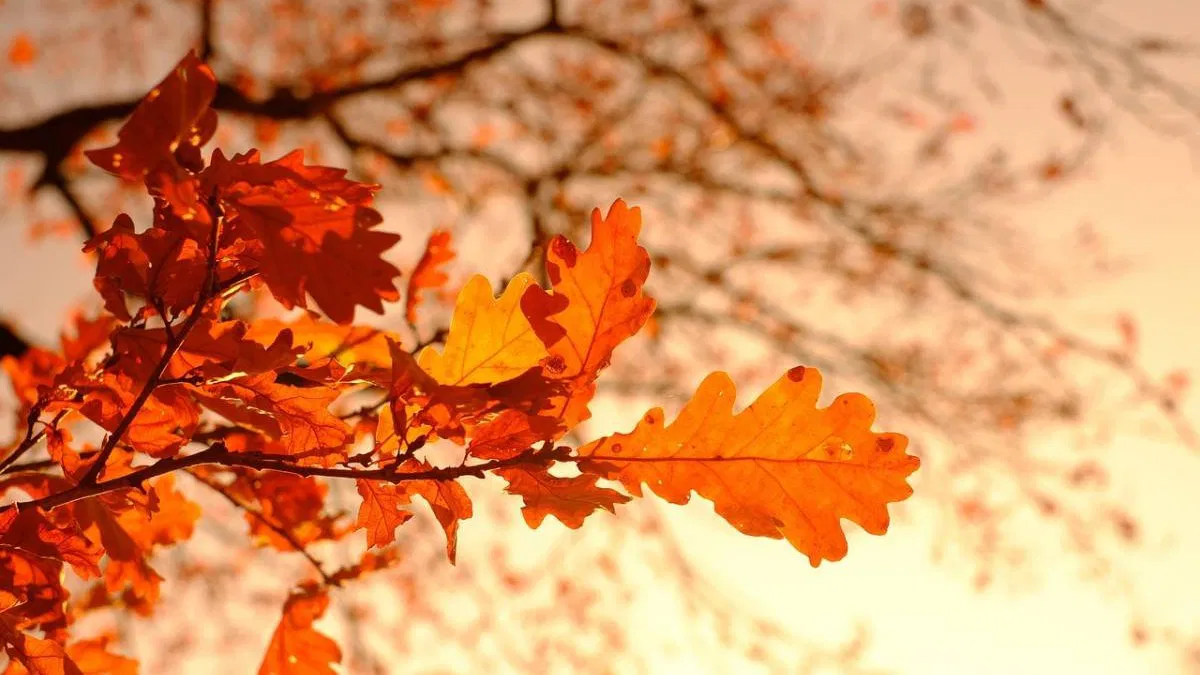 10 phrases positives à répéter chaque matin pour booster votre énergie en automne 2025