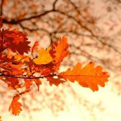10 phrases positives à répéter chaque matin pour booster votre énergie en automne 2025 10 phrases positives à répéter chaque matin pour booster votre énergie en automne 2025