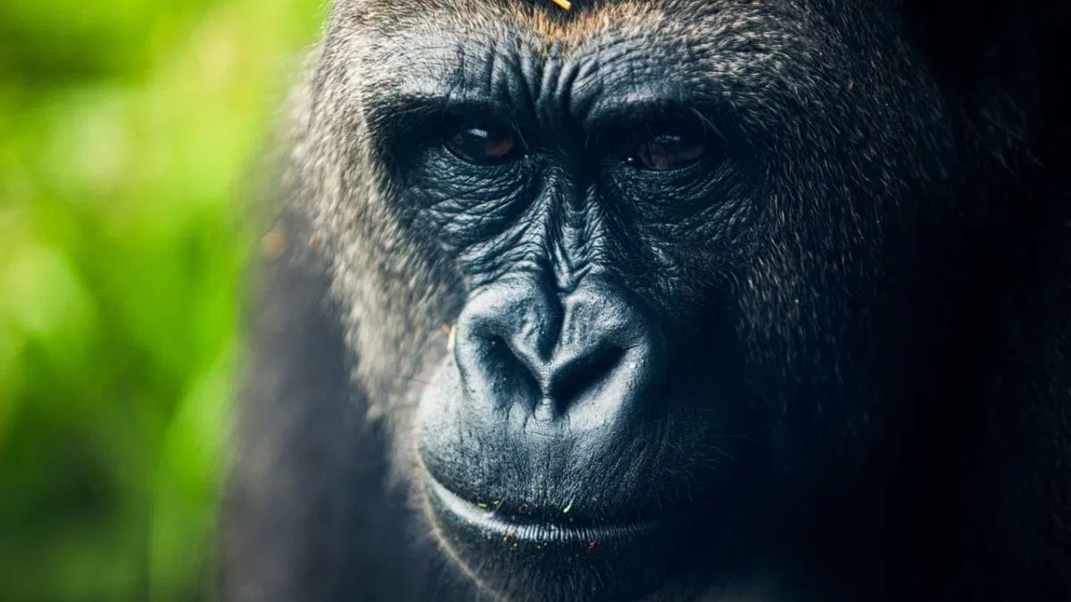 Les animaux pensent sans mots : quand la science donne raison à ce célèbre psychiatre