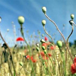 Quiz culture générale : 15 questions pour les esprits curieux et les passionnés d'histoire