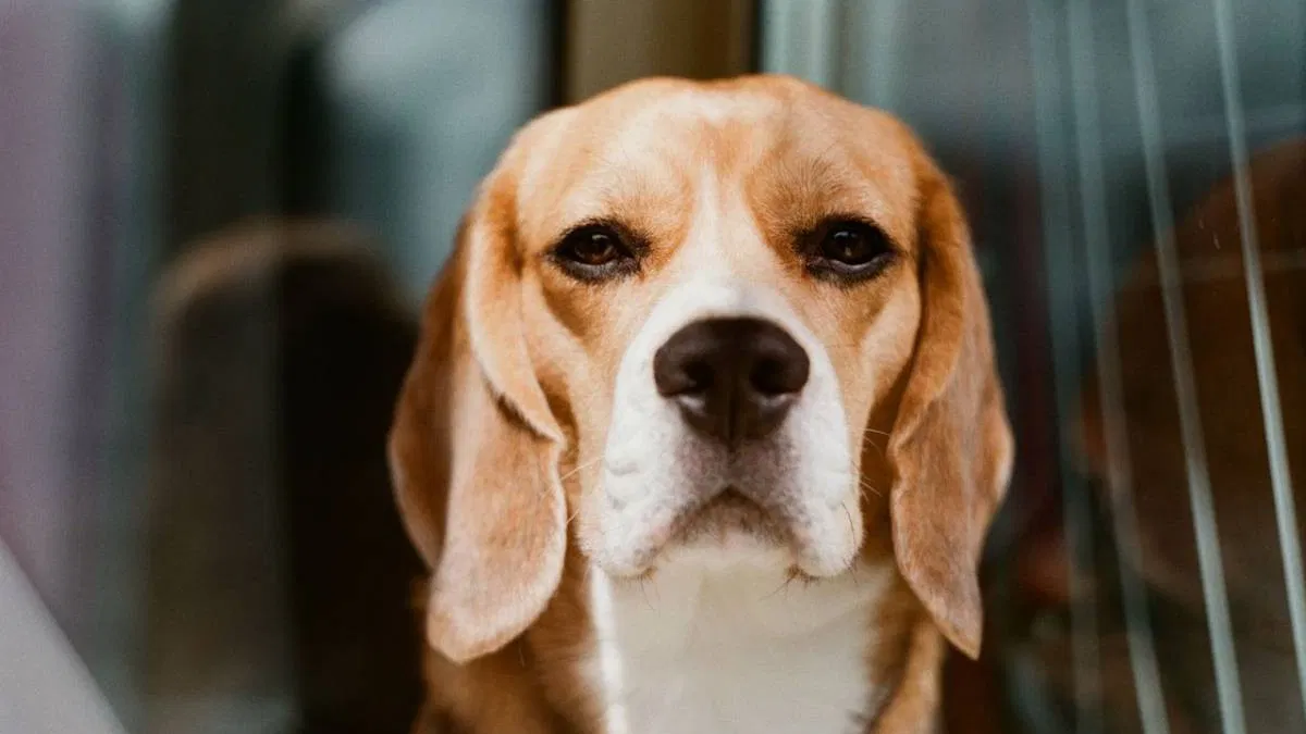 Quiz sur les chiens : testez vos connaissances pour la Journée mondiale du chien