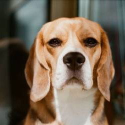 Quiz sur les chiens : testez vos connaissances pour la Journée mondiale du chien