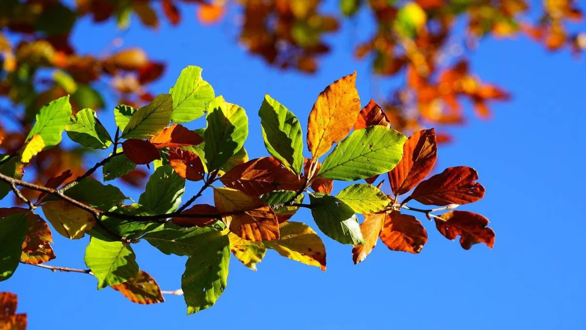Automne : la saison qu'on croit triste, vue autrement par Camus, Sand et Savard