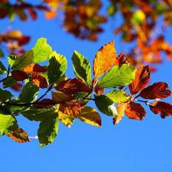 Automne : la saison qu'on croit triste, vue autrement par Camus, Sand et Savard