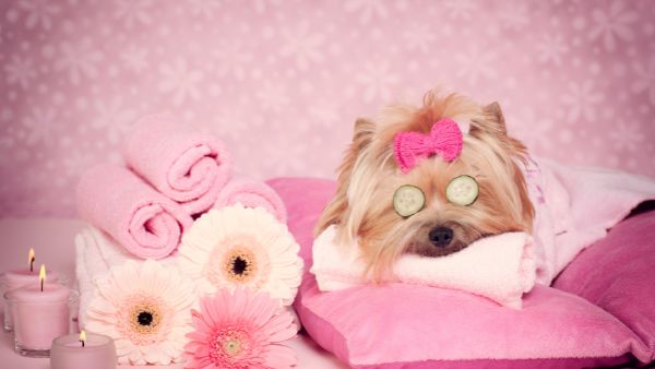 chien au spa