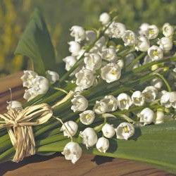 1er Mai : origines, traditions et symboles de la Fête du Travail
