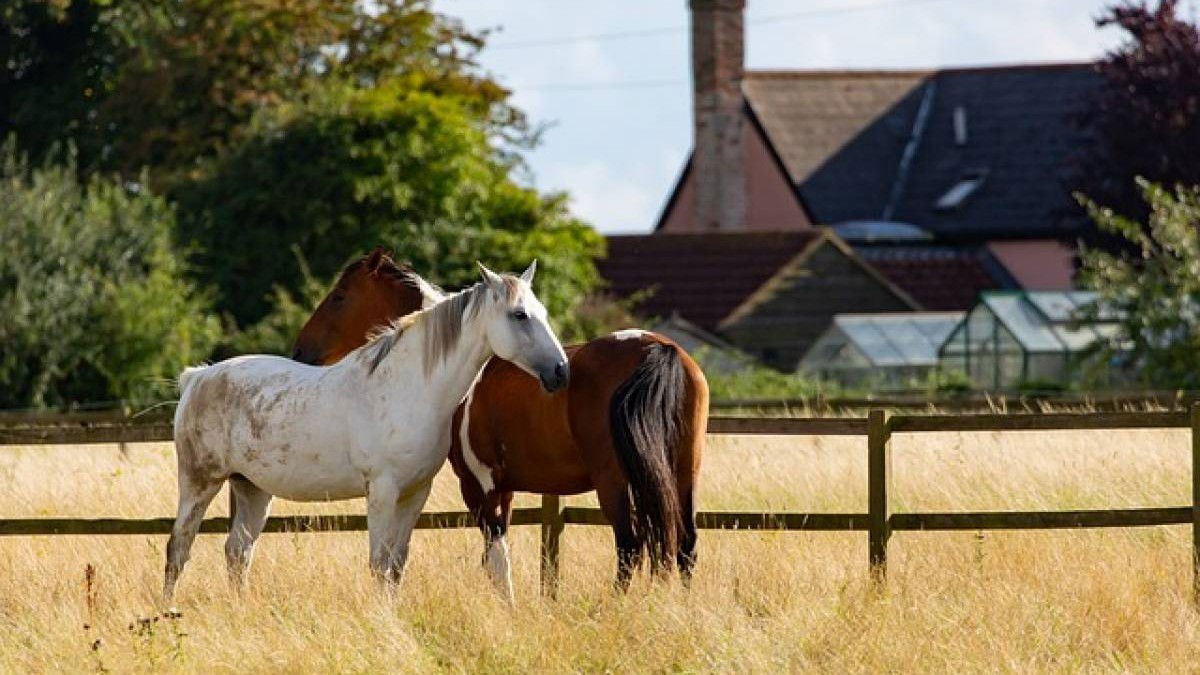 Citation Anonyme Cheval Reve Le Cheval Est