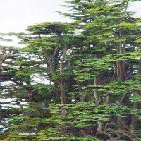 Les cèdres du Liban, hymne à la grandeur, Recèle toutes les splendeurs. Quelle que soit la saison, tout le monde sent le frisson. Ces arbres sont des oeuvres enchanteurs, que la neige les recouvre, ou que le soleil les écrase ; que la pluie les arrose, ou que les nuages les colorent.