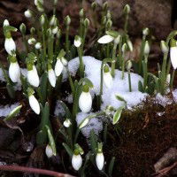 Violette de la Chandeleur, perce, perce, perce-neige, annonces-tu la Chandeleur, le soleil et son cortège de chansons, de fruits, de fleurs ? Perce, perce, perce-neige, à la Chandeleur.