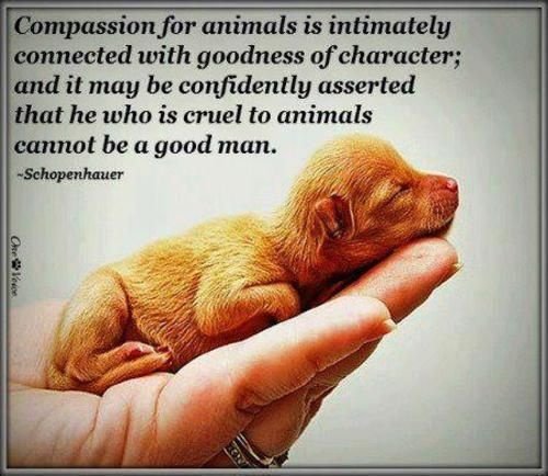 Citation Arthur Schopenhauer Compassion Animaux La Compassion A