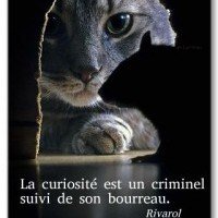 150 Citations Sur La Curiosite Proverbes Sur La Curiosite