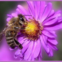 Citation Proverbe Francais Animaux Abeille Pour Butiner Le