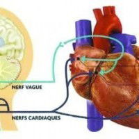 Le coeur et le cerveau sont des organes nobles. L'un assure l'irrigation du cerveau par les vaisseaux sanguins et l'autre l'innervation du coeur par les nerfs. Ils s'acceptent malgré leurs différences : l'un est le siège des sentiments et l'autre de la raison, l'intelligence et l'intellect. Bien qu'il soient opposés, l'un tolère l'autre. Ils ont compris qu'un éventuel conflit leur sera fatal à tous les deux. Alors pourquoi les hommes, qui sont le lieu de résidence des ces deux organes, ne s'inspirent pas de cet exemple de tolérance et de cohabitation dans la réalité. Nos organes seraient-ils plus intelligents que nous? Hélas, je crains que ça ne soit le cas...