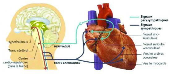 Citation Mazouz Hacene Coeur Cerveau Le Coeur Et
