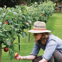 La patience c'est attendre que le fruit soit à maturité pour le cueillir.