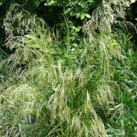 Quand un jardin est délaissé, les mauvaises herbes l'envahissent.