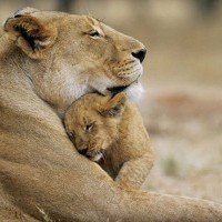 Amour Et Maman 40 Citations Courtes Et Proverbes