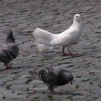 Un pigeon qui court après les colombes finit par attrapper une colombe qui court après les pigeons.