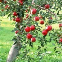 Un arbre qui donne de bons fruits possède de bonnes racines.