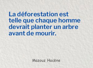 La déforestation est telle que chaque homme devrait planter un
