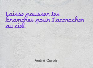 Laisse pousser tes branches pour t'accrocher au ciel.